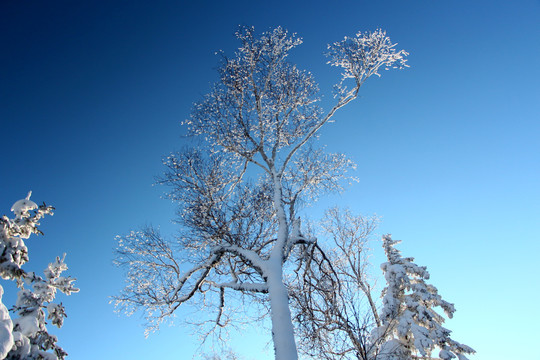 雪乡蓝天下的雾凇景观