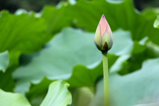 荷花花苞