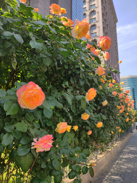 月季花墙花丛