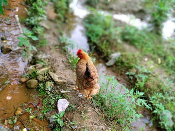 乡间土鸡