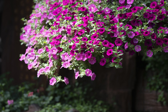 花卉装饰墙