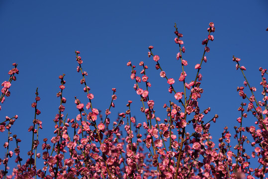 梅花