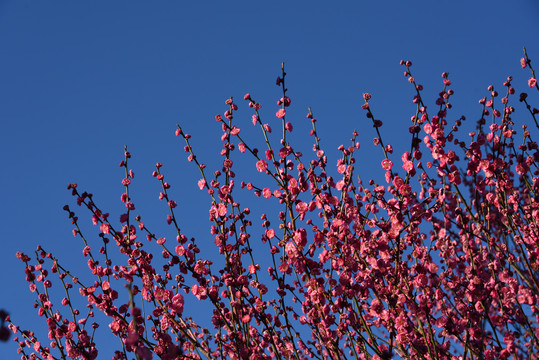 梅花