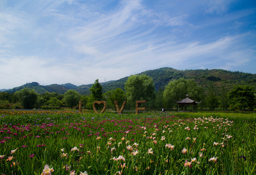 鸢尾花