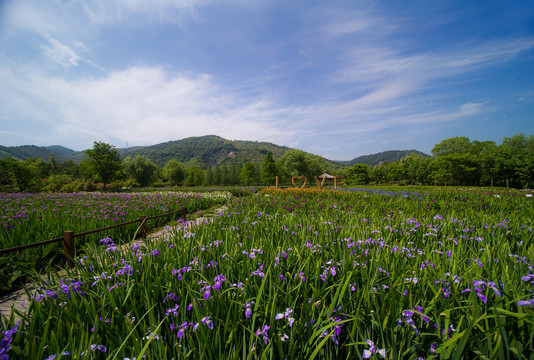 鸢尾花