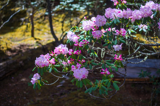 香格里拉高山杜鹃