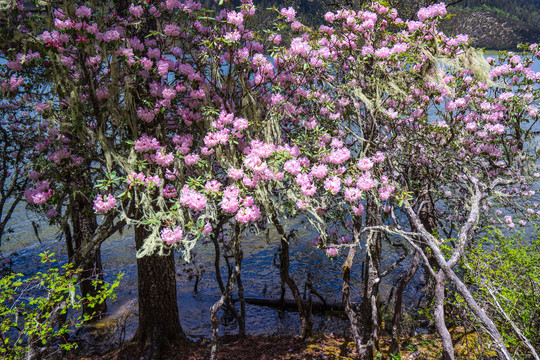 香格里拉高山杜鹃