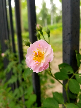 太阳花 芙蓉花