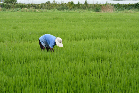 田间管理除草