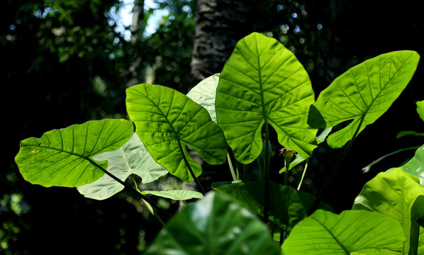 绿植滴水观音