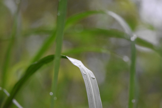 绿色植物绿叶