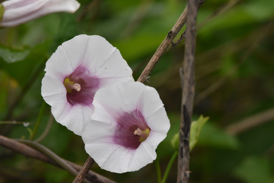 牵牛花