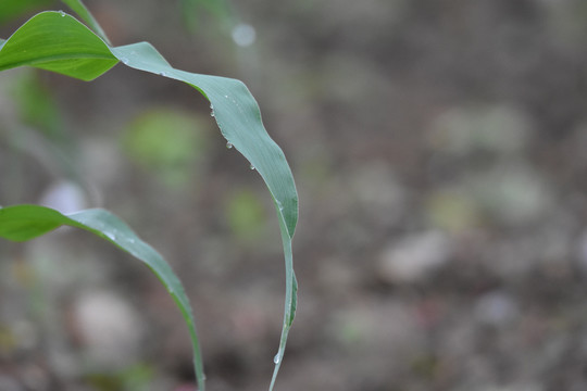 绿色植物绿叶