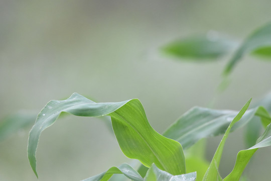 绿色植物绿叶