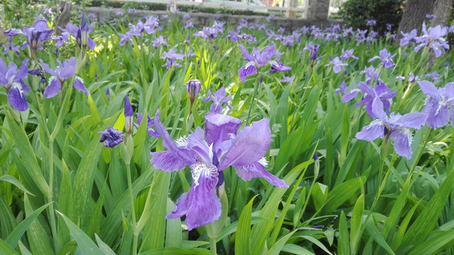 鸢尾花