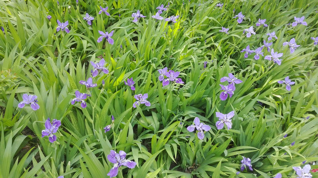 鸢尾花