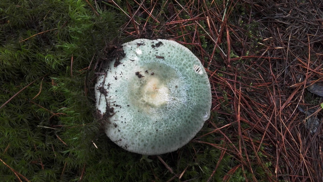 野生蘑菇青头菌