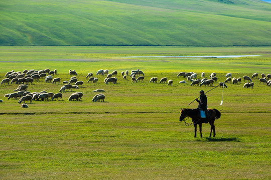 草原骑马羊群