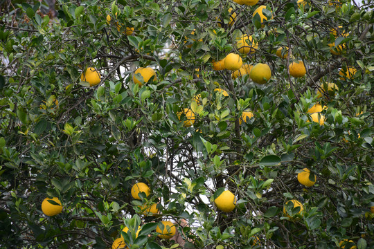 树上的橙子