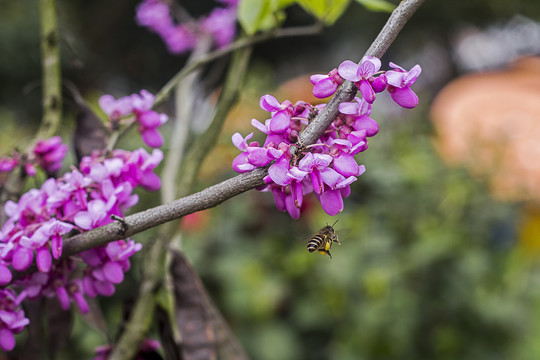 紫荆花与蜜蜂