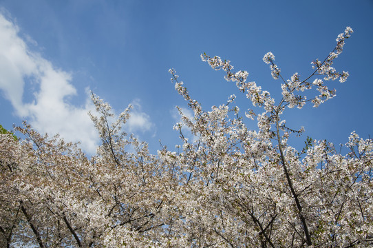 樱花林里春烂漫