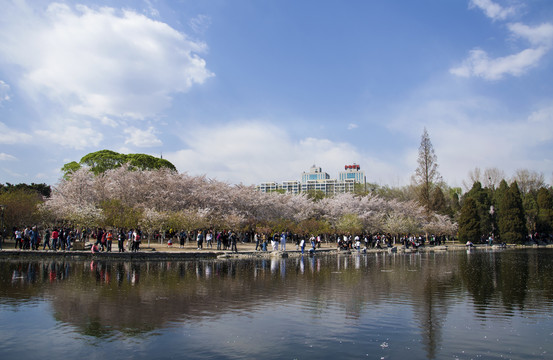 春花湖色