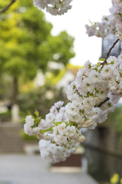 水畔樱花