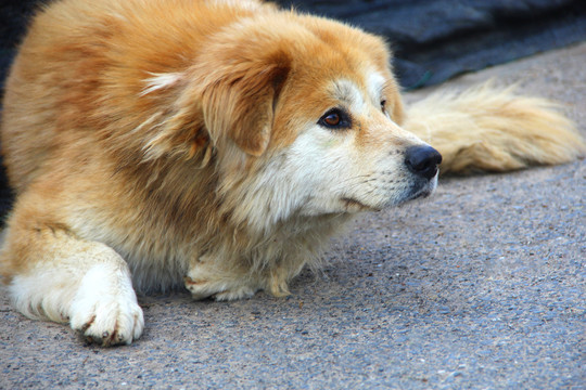 宠物犬素材