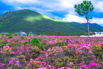 香格里拉小中甸杜鹃花海