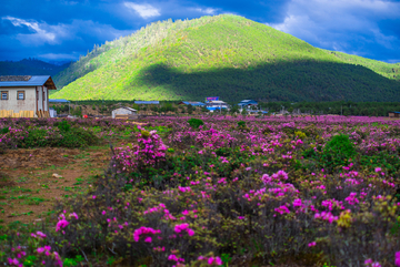 香格里拉小中甸杜鹃花海