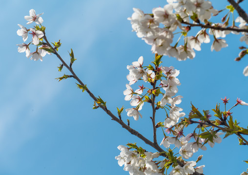 樱花花枝