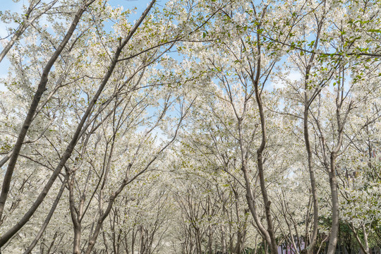 樱花树