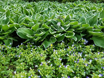 绿植背景