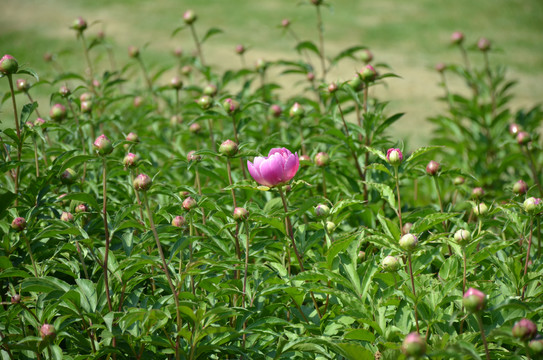 芍药花