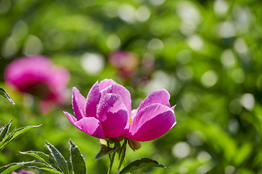 芍药