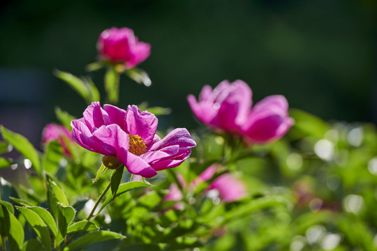 芍药