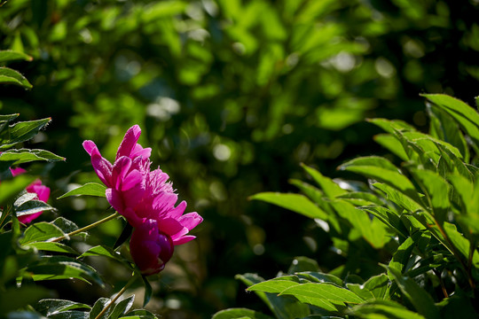 芍药