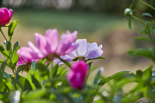 芍药