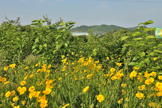 田园风光