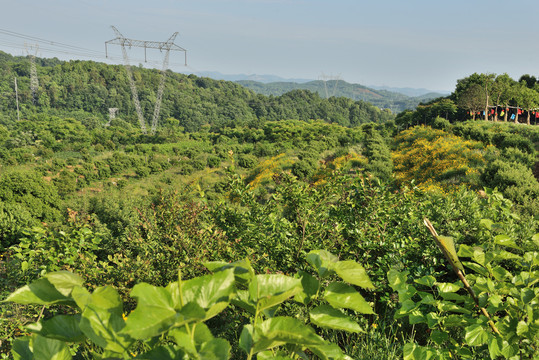 田园风光