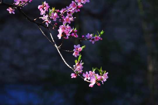 一枝桃花