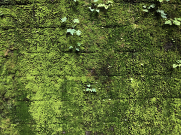 绿色青苔墙