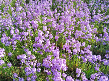 欧亚香花芥