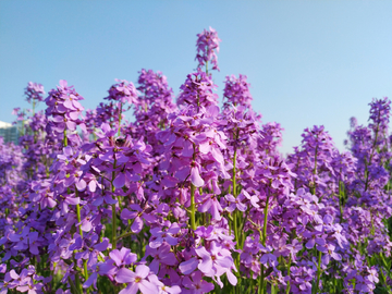 欧亚香花芥