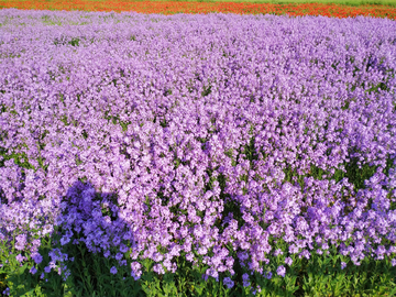 欧亚香花芥