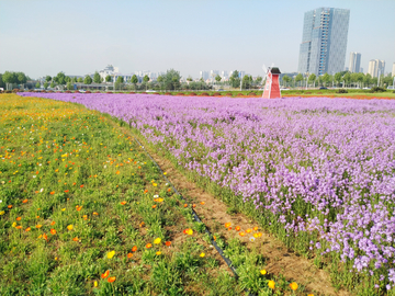 欧亚香花芥