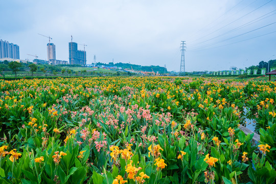 那考河湿地公园美人蕉种植基地