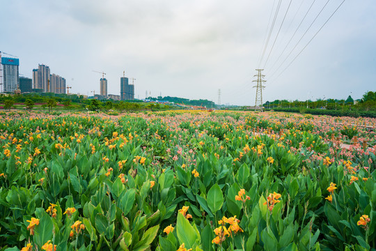 那考河湿地公园花的海洋花田种植