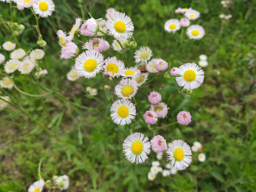 野花