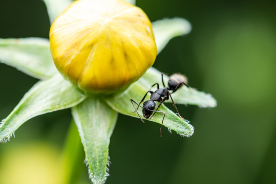 黄色花蕾上的黑蚂蚁特写
